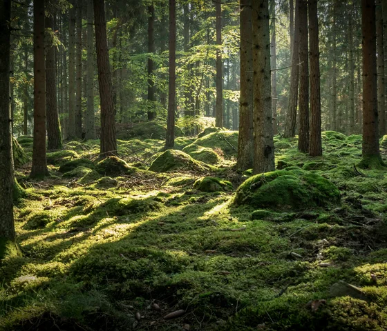 Eibl Brunner: dein Hotel in Frauenau Sonnendurchfluteter Wald mit moosbedecktem Boden und hohen Bäumen