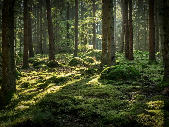 Eibl Brunner: dein Hotel in Frauenau Sonnendurchfluteter Wald mit moosbedecktem Boden und hohen Bäumen