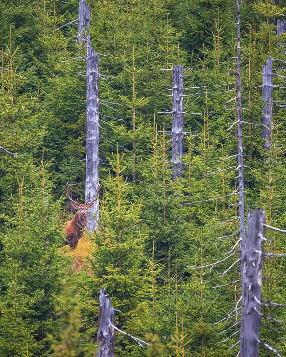 Eibl Brunner: dein Hotel in Frauenau Rothirsch steht zwischen jungen und abgestorbenen Nadelbäumen im Wald