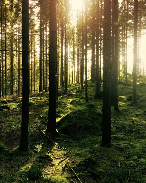 Eibl Brunner: dein Hotel in Frauenau Sonnenlicht scheint durch dichten Wald mit moosbedecktem Boden